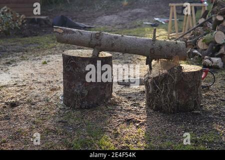 Wood Log bereit zum Zuschneiden mit Kettensäge Stockfoto