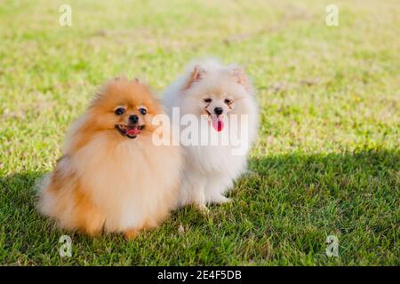 Zwei Zverg Spitz pommersche Welpen posieren auf Gras Stockfoto