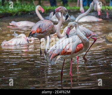 Rosa Flamingos im National Birds Aves Park, Brasilien. Stockfoto