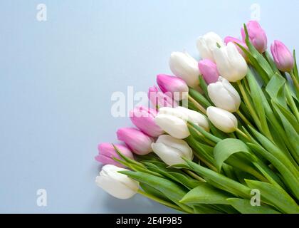 Draufsicht auf einen hübschen Blumenstrauß, rosa und weiße Tulpen von einem blauen Hintergrund kopieren Raum zu Seite Stockfoto