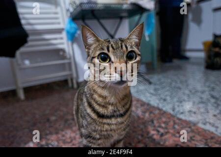 Nahaufnahme einer lustig starrenden grauen gestromten Katze, europäische Kurzhaar-Rasse Stockfoto