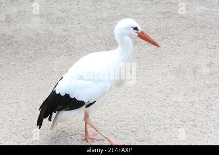 Europäischer Storch auf sandigen Hintergrund Stockfoto