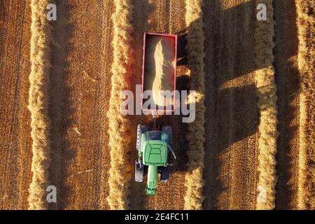 Landwirtschaftliche Maschinen auf dem goldenen Feld. Traktor während Saisonarbeiten im Sommer. Luftaufnahme. Hochwertige Fotos. Stockfoto