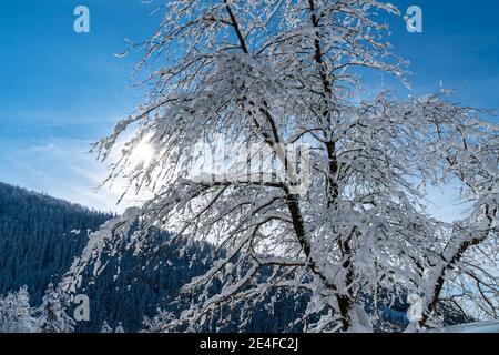 Schöne Aussicht von einem schneebedeckten Bergrücken mit Wäldern Auf dem Hügel an einem sonnigen Tag im Winter Stockfoto