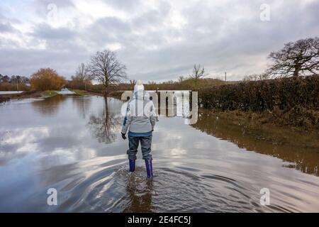 Frau, die durch überflutete Landstraße in Cheshire gesperrt Landschaft durch Stürme und Überschwemmungen nach Sturm Christoph Christophe Stockfoto