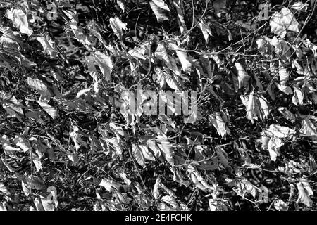 Grascale Nahaufnahme des Herbstes trockenes Laub auf Ästen Stockfoto