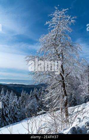 Schöne Aussicht von einem schneebedeckten Bergrücken mit Wäldern Auf dem Hügel an einem sonnigen Tag im Winter Stockfoto