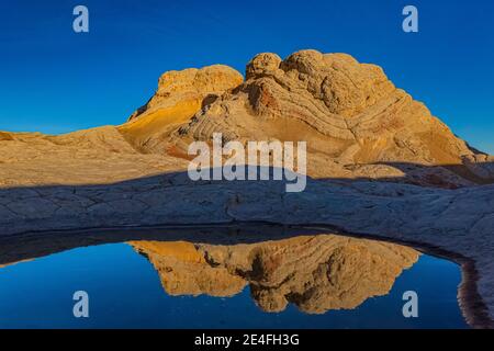 Spiegelungen von Navajo-Sandstein auf einem Teich bei White Pocket, Vermilion Cliffs National Monument, Arizona, USA Stockfoto