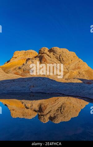 Spiegelungen von Navajo-Sandstein auf einem Teich bei White Pocket, Vermilion Cliffs National Monument, Arizona, USA Stockfoto