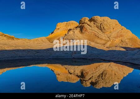 Spiegelungen von Navajo-Sandstein auf einem Teich bei White Pocket, Vermilion Cliffs National Monument, Arizona, USA Stockfoto