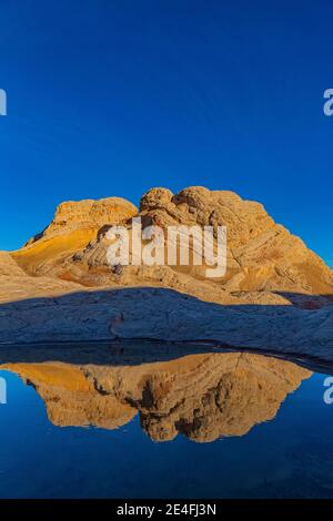 Spiegelungen von Navajo-Sandstein auf einem Teich bei White Pocket, Vermilion Cliffs National Monument, Arizona, USA Stockfoto