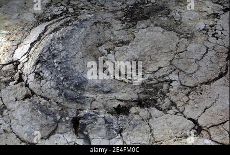 Ansicht der jüngsten Entdeckung eines gut erhaltenen Sauropoden-Dinosaurier-Fußabdrucks, zwischen 1.5 und zwei Meter Durchmesser in der Nähe von Plagne, Jura, Ostfrankreich am 6. Oktober 2009. Die Entdeckung, die im April gemacht wurde und vor 150 Millionen Jahren stammt, wurde von Wissenschaftlern als einzigartige Entdeckung bestätigt. Dies könnten die größten Sauropoden Dinosaurier Spuren jemals in der Welt entdeckt, nach dem National Research French council (CNRS).Foto von Vincent Dargent/ABACAPRESS.COM Stockfoto