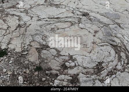 Ansicht der jüngsten Entdeckung eines gut erhaltenen Sauropoden-Dinosaurier-Fußabdrucks, zwischen 1.5 und zwei Meter Durchmesser in der Nähe von Plagne, Jura, Ostfrankreich am 6. Oktober 2009. Die Entdeckung, die im April gemacht wurde und vor 150 Millionen Jahren stammt, wurde von Wissenschaftlern als einzigartige Entdeckung bestätigt. Dies könnten die größten Sauropoden Dinosaurier Spuren jemals in der Welt entdeckt, nach dem National Research French council (CNRS).Foto von Vincent Dargent/ABACAPRESS.COM Stockfoto