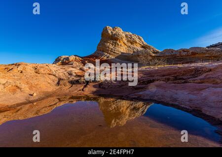 Spiegelungen von Navajo-Sandstein auf einem Teich bei White Pocket, Vermilion Cliffs National Monument, Arizona, USA Stockfoto