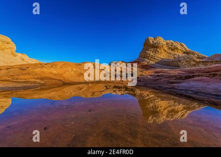 Spiegelungen von Navajo-Sandstein auf einem Teich bei White Pocket, Vermilion Cliffs National Monument, Arizona, USA Stockfoto