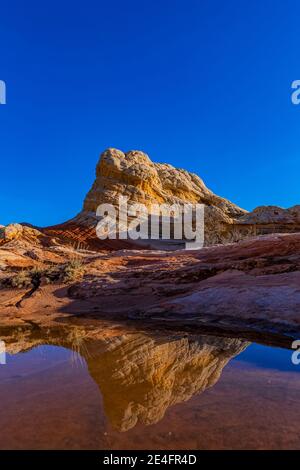 Spiegelungen von Navajo-Sandstein auf einem Teich bei White Pocket, Vermilion Cliffs National Monument, Arizona, USA Stockfoto