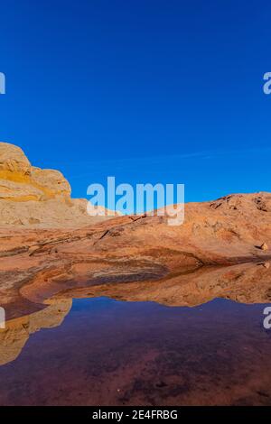 Spiegelungen von Navajo-Sandstein auf einem Teich bei White Pocket, Vermilion Cliffs National Monument, Arizona, USA Stockfoto