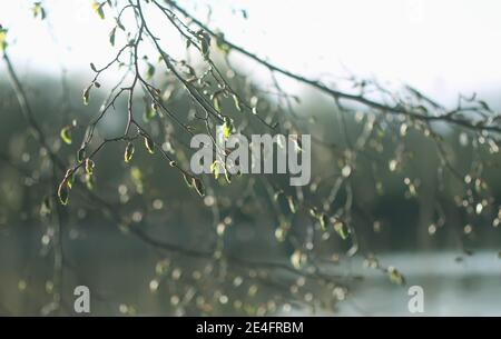 Baum Zweig mit ersten Blättern auf See Wasser Hintergrund im frühen Frühjahr. Stockfoto