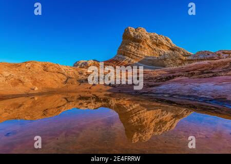 Spiegelungen von Navajo-Sandstein auf einem Teich bei White Pocket, Vermilion Cliffs National Monument, Arizona, USA Stockfoto