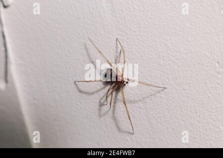 Spinne kriecht auf einer weißen Wand in einem Haus Stockfoto