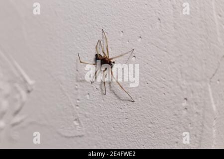 Spinne kriecht auf einer weißen Wand in einem Haus Stockfoto