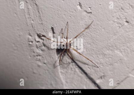 Spinne kriecht auf einer weißen Wand in einem Haus Stockfoto