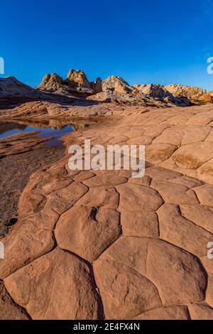 Navajo-Sandstein in Blumenkohl-Form, geknackt in Polygone, im White Pocket, Vermilion Cliffs National Monument, Arizona, USA Stockfoto