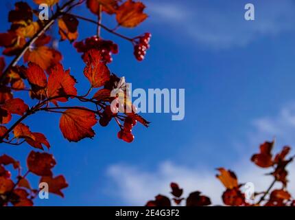 Wunderschöne rote Beeren und Blätter gegen einen tiefblauen Himmel Stockfoto