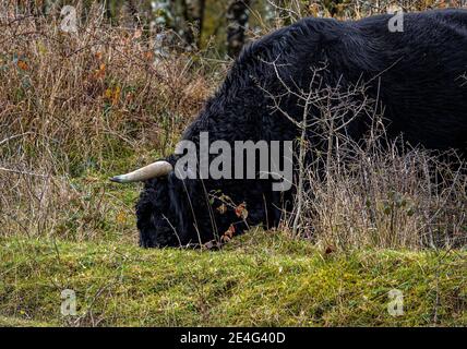 Schwarzer Hochland-Rinderbulle Stockfoto