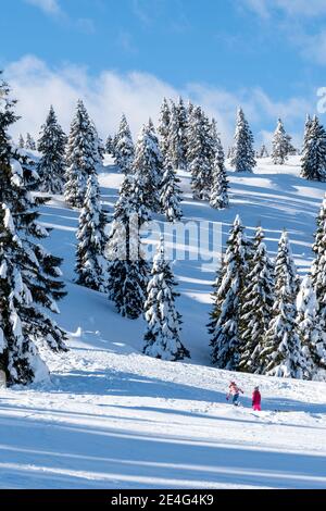 Romantischer Bergwanderweg durch Fichten, die mit Neuschnee bedeckt sind, an einem klaren, kalten, sonnigen Tag im Winter mit blauem Himmel. Stockfoto