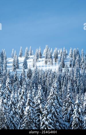 Schöne Fichten in einem Bergwald in den Alpen in Slowenien, bedeckt mit Neuschnee an einem klaren kalten, sonnigen Tag im Winter mit blauem Himmel Stockfoto