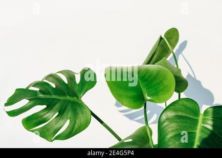 Hintergrundtextur einer leuchtend grünen Monstera Pflanze (Auch Schweizer Käsefabrik genannt) Isoliert vor einem weißen Hintergrund mit viel Platz für Text Stockfoto