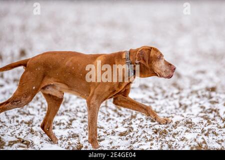 Ungarische Kurzhaarige Vizsla Zeigehund im Schneefall Stockfoto