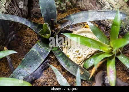 Gelb gebänderter Giftpfeilfrosch (Dendrobates leucomelas) im tropischen Aquarium Stockfoto