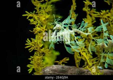 Der blättrige Seadragon (Phycodurus eques) oder der Meerwasserfisch von Glauert Stockfoto