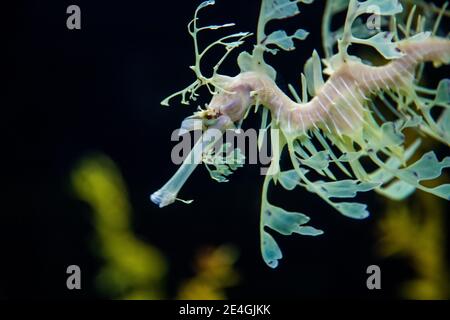 Der blättrige Seadragon (Phycodurus eques) oder der Meerwasserfisch von Glauert Stockfoto