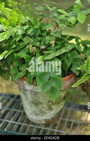 Ein Silberdollar-Farn (Adiantum peruvianum) Wächst in einem Terracotta Topf in einem Garten in Juli Stockfoto