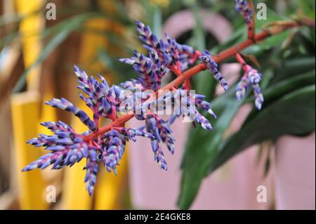 Urnenpflanze (Silbervasenpflanze, Aechmea) Blauer Regen mit glänzend grünen Blättern, roten Stielen und blauen Blüten blüht im April im Garten Stockfoto