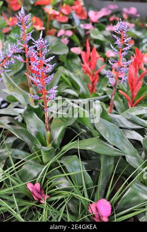 Urnenpflanze (Silbervasenpflanze, Aechmea) Blauer Regen mit glänzend grünen Blättern, roten Stielen und blauen Blüten blüht im April im Garten Stockfoto