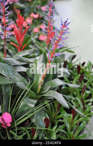 Urnenpflanze (Silbervasenpflanze, Aechmea) Blauer Regen mit glänzend grünen Blättern, roten Stielen und blauen Blüten blüht im April im Garten Stockfoto