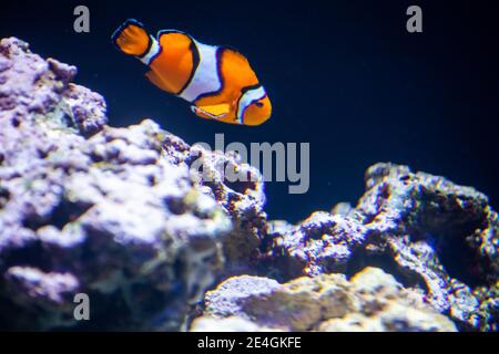 Ocellaris Clownfisch, Amphiprion ocellaris, Orangen Clownfisch, der in Seeanemonen lebt Stockfoto