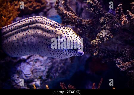 Die Schnurmuräne (Gymnothorax favagineus), auch bekannt als Leopardenmoräne, Tessellatmoräne oder Wabenmoräne Stockfoto