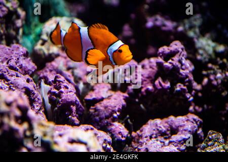 Ocellaris Clownfisch, Amphiprion ocellaris, Orangen Clownfisch, der in Seeanemonen lebt Stockfoto