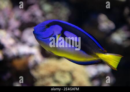 Paracanthurus hepatus Indo-pazifischer Surgeonfish bekannt als königlicher tang, Palette Surgeonfish, blauer tang, königsblauer tang, nilpferd, blauer Nilpferd tang, Flagge Stockfoto