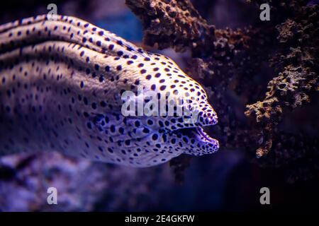 Die Schnurmuräne (Gymnothorax favagineus), auch bekannt als Leopardenmoräne, Tessellatmoräne oder Wabenmoräne Stockfoto