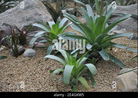 Urnenpflanze (Silbervasenpflanze, Aechmea fasciata) mit grauen Blättern wächst in einem Kiesgarten in einem Gewächshaus Stockfoto