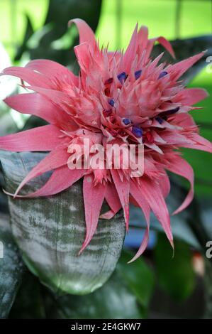 Urnenpflanze (Silbervase, Aechmea fasciata) Primera mit grauen Blättern und rosa Blüten blüht im April im Garten Stockfoto