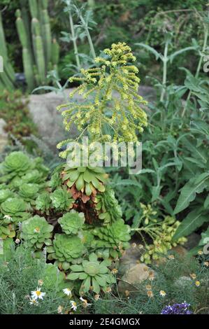 Aeonium canariense var. palmense blüht im Mai in einem Gewächshausgarten Stockfoto