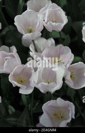 Weiße Triumph Tulpen (Tulipa) Blühen Sie in einem Garten April Stockfoto