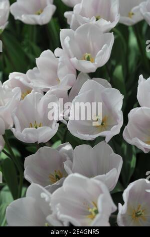 Weiße Triumph Tulpen (Tulipa) Blühen Sie in einem Garten April Stockfoto